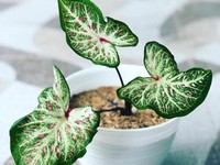 11 Tanaman Hias Keladi Cantik Dikoleksi, Sudah Punya?