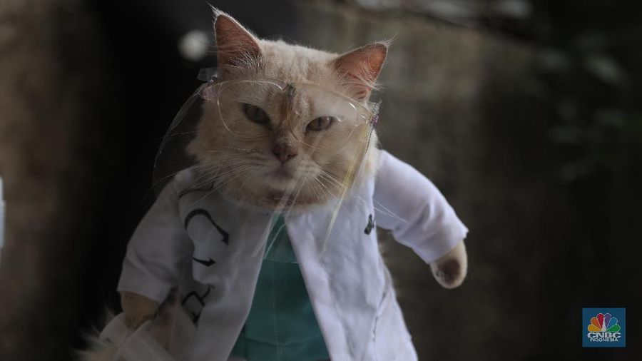 Penjahit Fredi Lugina Priadi menjahit pesanan kostum karakter di Parung Bogor, Jawa Barat, Jumat 15/1/2021. 

Fredi membuat berbagai pakaian kucing mulai dari pakaian yang mirip dengan pakaian manusia, sampai pakaian karakter seperti saat cosplay. Fredi juga menambahkan aksesoris pelengkap penampilan kucing seperti topi, tas, dan berbagai aksesoris lainnya. Ia juga menambahkan tangan boneka yang berbentuk seperti kaki kucing pada bagian lengan kostum. Ia memulai usaha nya sejak 2017 lalu 