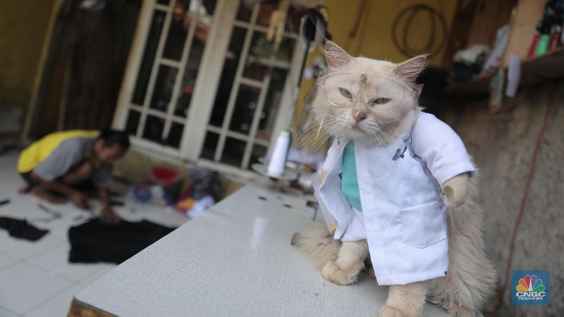 Penjahit Fredi Lugina Priadi menjahit pesanan kostum karakter di Parung Bogor, Jawa Barat, Jumat 15/1/2021. 

Fredi membuat berbagai pakaian kucing mulai dari pakaian yang mirip dengan pakaian manusia, sampai pakaian karakter seperti saat cosplay. Fredi juga menambahkan aksesoris pelengkap penampilan kucing seperti topi, tas, dan berbagai aksesoris lainnya. Ia juga menambahkan tangan boneka yang berbentuk seperti kaki kucing pada bagian lengan kostum. Ia memulai usaha nya sejak 2017 lalu 