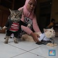 Pelihara Kucing di Rumah Turunkan Tekanan Darah, Terbukti Ilmiah