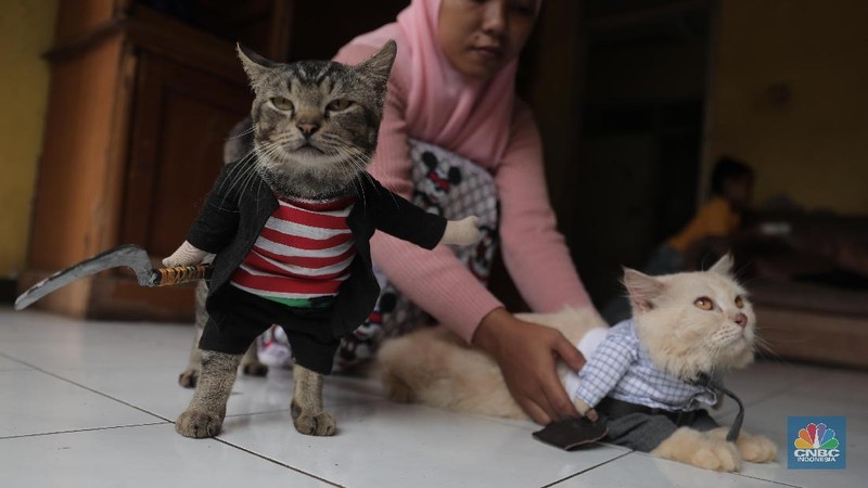 Penjahit Fredi Lugina Priadi menjahit pesanan kostum karakter di Parung Bogor, Jawa Barat, Jumat 15/1/2021. 

Fredi membuat berbagai pakaian kucing mulai dari pakaian yang mirip dengan pakaian manusia, sampai pakaian karakter seperti saat cosplay. Fredi juga menambahkan aksesoris pelengkap penampilan kucing seperti topi, tas, dan berbagai aksesoris lainnya. Ia juga menambahkan tangan boneka yang berbentuk seperti kaki kucing pada bagian lengan kostum. Ia memulai usaha nya sejak 2017 lalu 