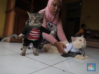 Pelihara Kucing di Rumah Turunkan Tekanan Darah, Terbukti Ilmiah