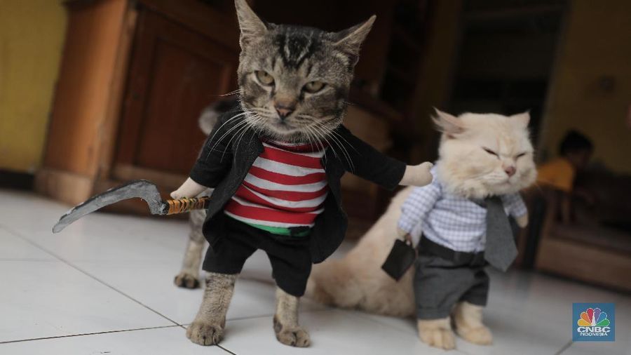 Penjahit Fredi Lugina Priadi menjahit pesanan kostum karakter di Parung Bogor, Jawa Barat, Jumat 15/1/2021. 

Fredi membuat berbagai pakaian kucing mulai dari pakaian yang mirip dengan pakaian manusia, sampai pakaian karakter seperti saat cosplay. Fredi juga menambahkan aksesoris pelengkap penampilan kucing seperti topi, tas, dan berbagai aksesoris lainnya. Ia juga menambahkan tangan boneka yang berbentuk seperti kaki kucing pada bagian lengan kostum. Ia memulai usaha nya sejak 2017 lalu 