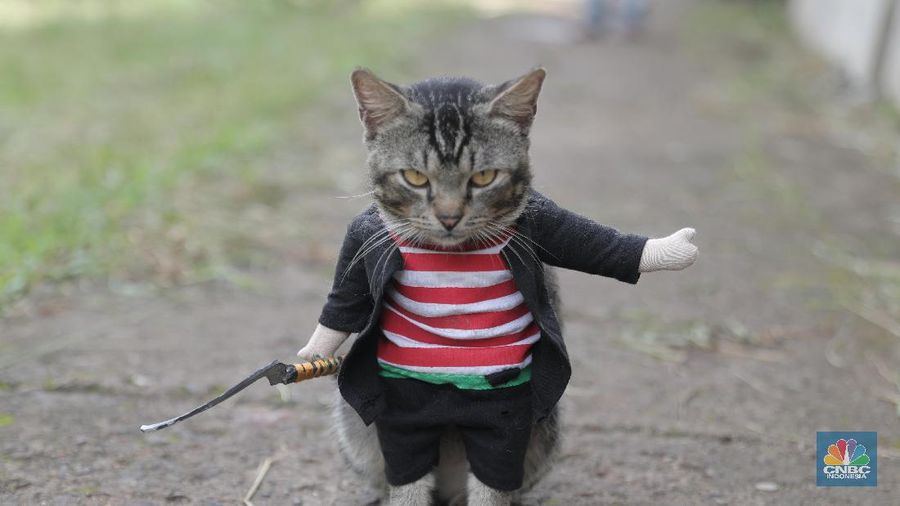 Penjahit Fredi Lugina Priadi menjahit pesanan kostum karakter di Parung Bogor, Jawa Barat, Jumat 15/1/2021. 

Fredi membuat berbagai pakaian kucing mulai dari pakaian yang mirip dengan pakaian manusia, sampai pakaian karakter seperti saat cosplay. Fredi juga menambahkan aksesoris pelengkap penampilan kucing seperti topi, tas, dan berbagai aksesoris lainnya. Ia juga menambahkan tangan boneka yang berbentuk seperti kaki kucing pada bagian lengan kostum. Ia memulai usaha nya sejak 2017 lalu 