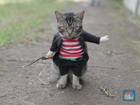 11 Cara Mengusir Kucing Liar Tanpa Menyakiti, Jangan Kasar Ya