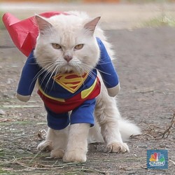 Gokil! Kucing & Anjing Tes Covid Juga di Negara Ini