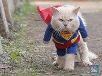 Lucu Banget! Intip Kucing Jadi Dokter sampai Superhero