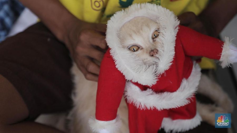 Penjahit Fredi Lugina Priadi menjahit pesanan kostum karakter di Parung Bogor, Jawa Barat, Jumat 15/1/2021. 

Fredi membuat berbagai pakaian kucing mulai dari pakaian yang mirip dengan pakaian manusia, sampai pakaian karakter seperti saat cosplay. Fredi juga menambahkan aksesoris pelengkap penampilan kucing seperti topi, tas, dan berbagai aksesoris lainnya. Ia juga menambahkan tangan boneka yang berbentuk seperti kaki kucing pada bagian lengan kostum. Ia memulai usaha nya sejak 2017 lalu 