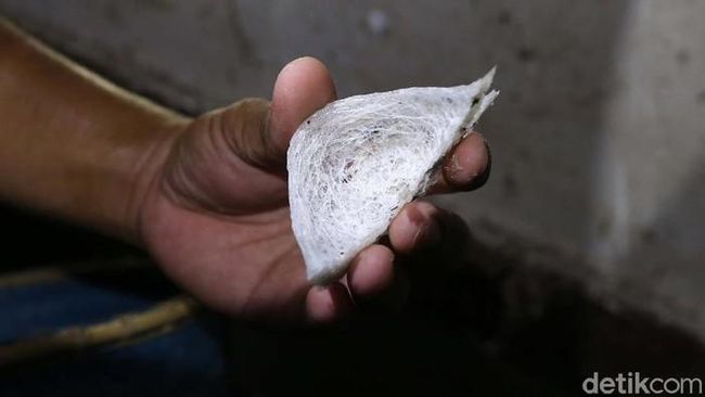 Emas Putih dari Langit: Primadona Indonesia yang Tengah Meredup