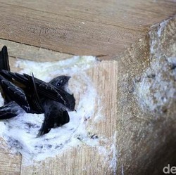 Wow! 'Harta Karun' RI Rp 500 T Dijual Mahal di China