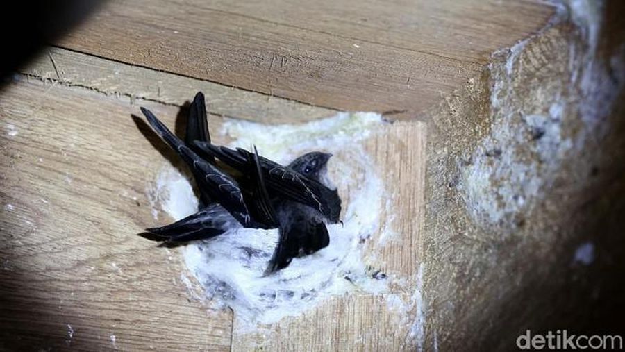 Ilustrasi Sarang Burung Walet (detikFoto/Rachman Haryanto)