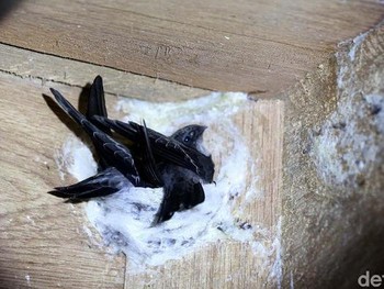 Ini Kenapa Sarang Burung Walet Jadi 'Harta Karun' Rp 500 T
