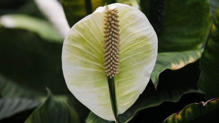 Tanaman Lili perdamaian/ Peace Lily (Image by Manfred Richter from Pixabay)