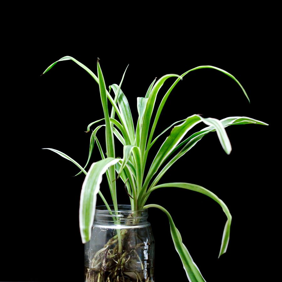 Tanaman spider plant