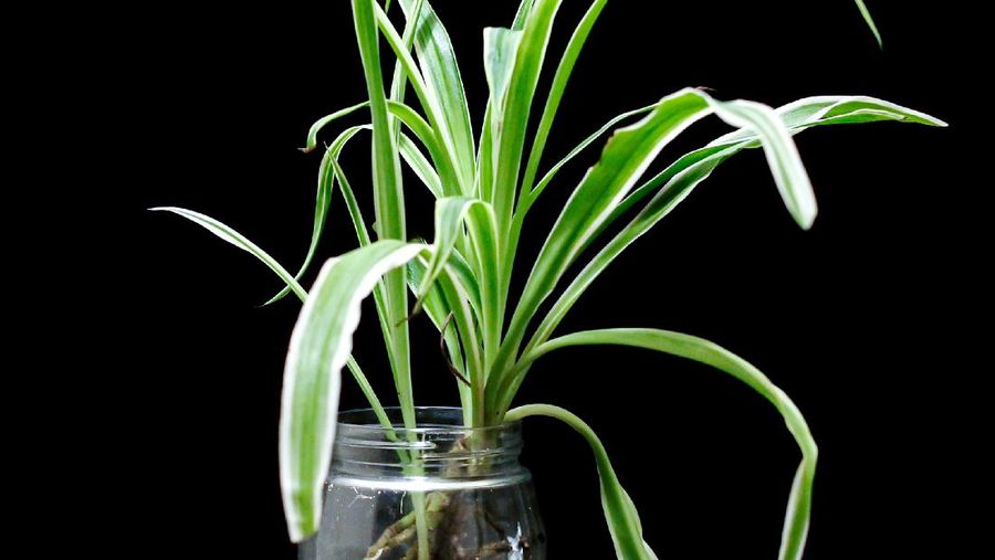 Tanaman spider plant (Photo by 王维家 on Unsplash)