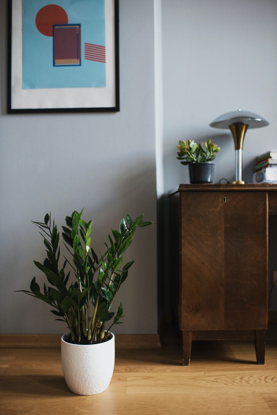 Tanaman zz plant (Photo by Ksenia Chernaya from Pexels)