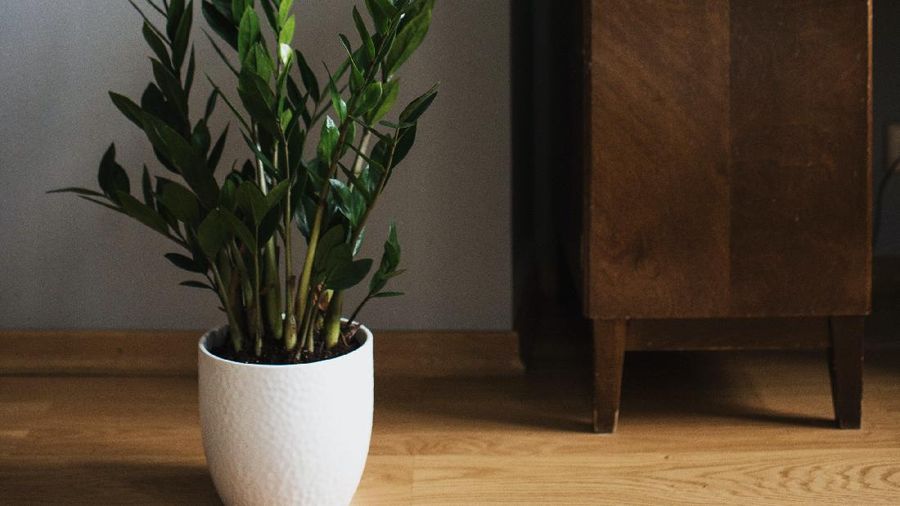 Tanaman zz plant (Photo by Ksenia Chernaya from Pexels)