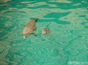 Lumba-lumba Botol Mati Terdampar di Pantai Pangandaran