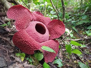 3 Keunikan Bunga Rafflesia Arnoldii Ikon Bengkulu, Berbau Busuk tapi Memikat