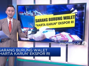 Sarang Burung Walet 'Harta Karun' Ekspor RI