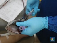 WHO Tak Anjurkan Plasma Darah Konvalesen Buat Obati Covid-19