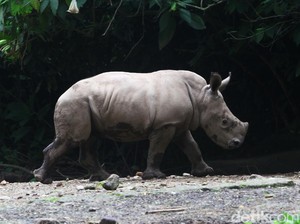 Ratusan Spesies Punah, Apakah Bumi Sedang Alami Kepunahan Massal?