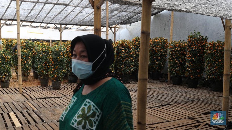 Penjual Jeruk Kim Kit. (CNBC Indonesia/Tri Susilo)