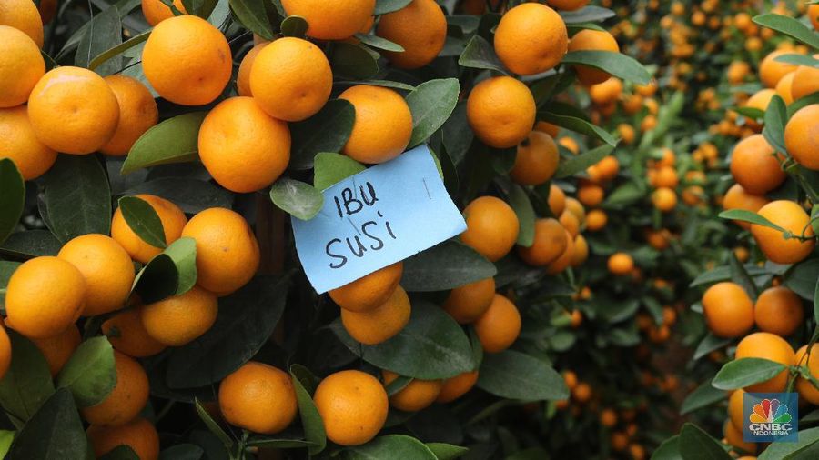 Penjual Jeruk Kim Kit. (CNBC Indonesia/Tri Susilo)
