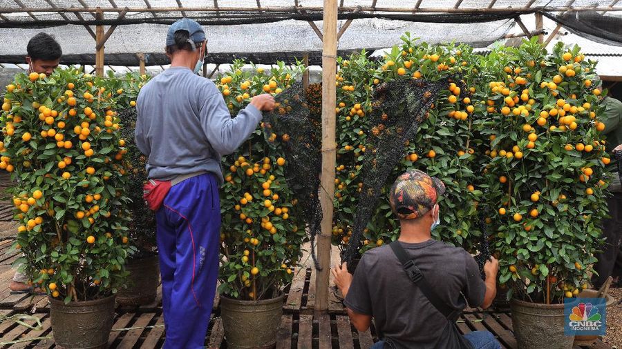 Penjual Jeruk Kim Kit. (CNBC Indonesia/Tri Susilo)