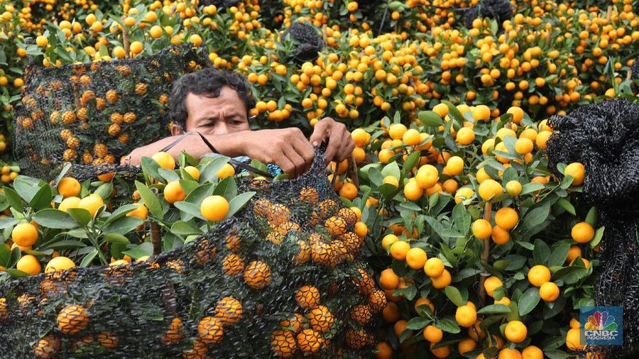 Penjual Jeruk Kim Kit. (CNBC Indonesia/Tri Susilo)