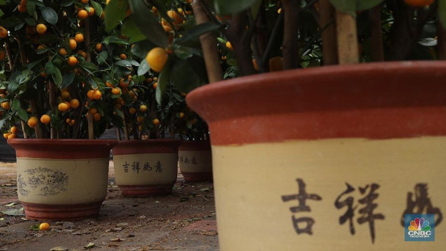 Penjual Jeruk Kim Kit. (CNBC Indonesia/Tri Susilo)