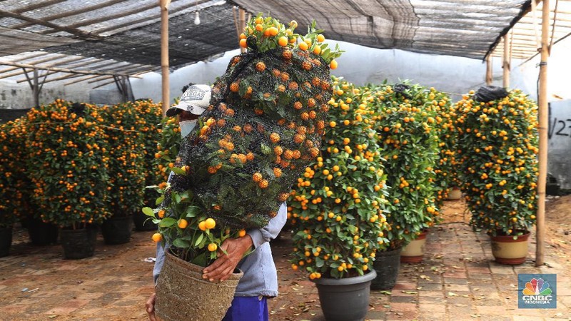 Penjual Jeruk Kim Kit. (CNBC Indonesia/Tri Susilo)