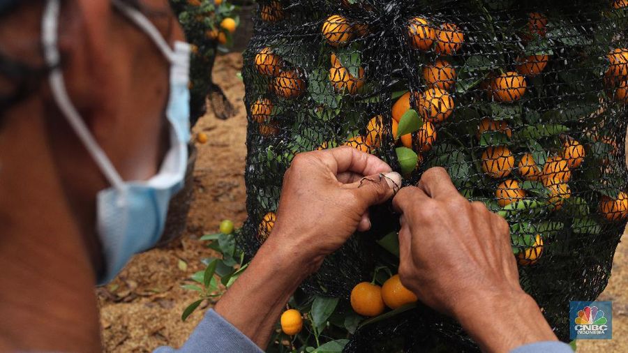 Penjual Jeruk Kim Kit. (CNBC Indonesia/Tri Susilo)