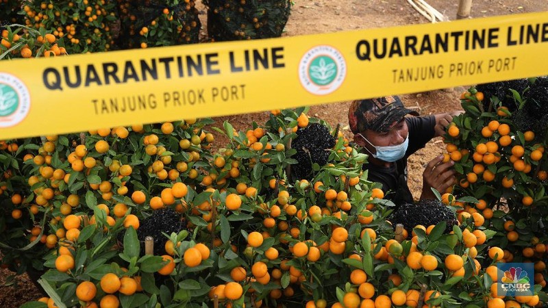 Penjual Jeruk Kim Kit. (CNBC Indonesia/Tri Susilo)
