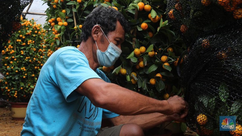Penjual Jeruk Kim Kit. (CNBC Indonesia/Tri Susilo)