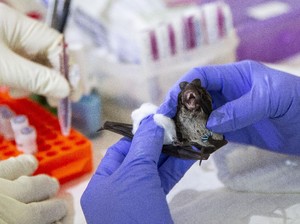 Bikin Geger Dunia, Begini Gejala Virus Nipah dari Hari ke Hari