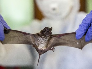 Virus Kelelawar Baru Mirip Nipah Ditemukan pada Manusia di Bangladesh