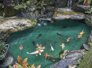 5 Cara Bikin Air di Kolam Ikan Tetap Jernih, Yuk Dicoba!