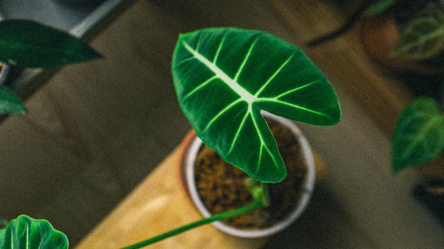 Tanaman Alocasia Regal Shields (Photo by Huy Phan from Pexels)