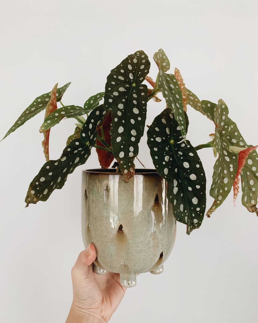 Tanaman Begonia polkadot