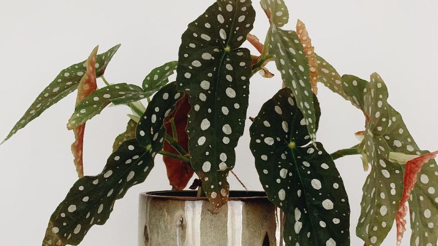 Tanaman Begonia polkadot (Photo by Diem Nguyen from Pexels)