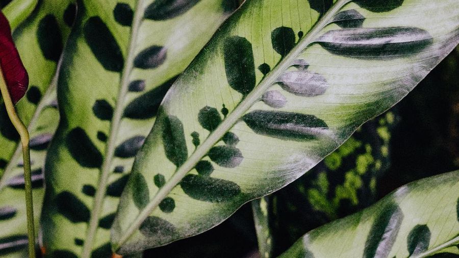 Tanaman Calathea Rattlesnake (Photo by Karolina Grabowska from Pexels)