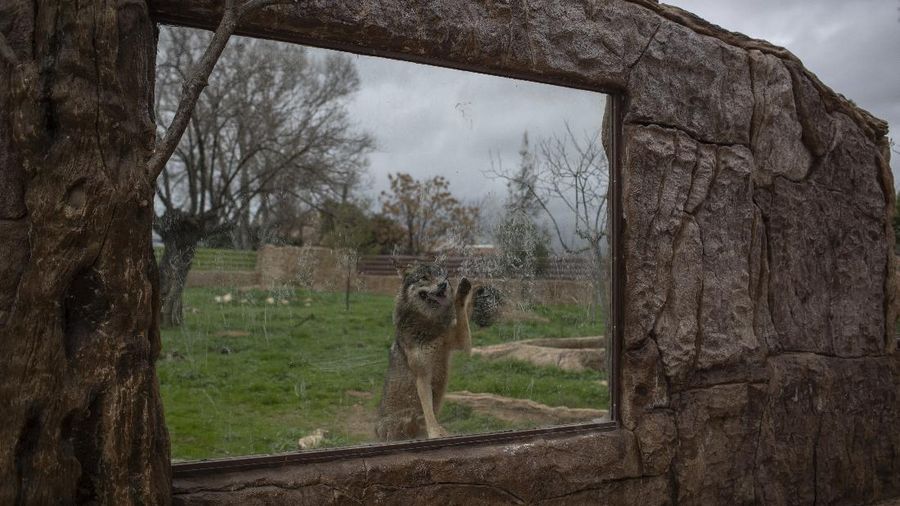 An Arabian oryx stands in an enclosure at Attica Zoological Park, Spata, near Athens, on Thursday, Jan. 21, 2021. After almost three months of closure due to COVID-19, Greece's only zoo could be approaching extinction: With no paying visitors or state aid big enough for its very particular needs, it still faces huge bills to keep 2,000 animals fed and healthy. (AP Photo/Petros Giannakouris)