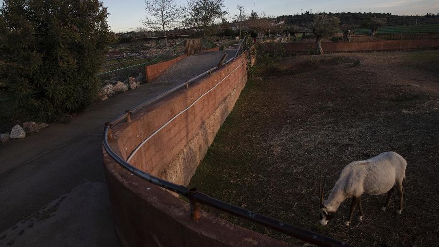 An Arabian oryx stands in an enclosure at Attica Zoological Park, Spata, near Athens, on Thursday, Jan. 21, 2021. After almost three months of closure due to COVID-19, Greece's only zoo could be approaching extinction: With no paying visitors or state aid big enough for its very particular needs, it still faces huge bills to keep 2,000 animals fed and healthy. (AP Photo/Petros Giannakouris)