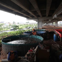 Keren! Warga Cipinang Budidaya Lele di Kolong Tol Becakayu