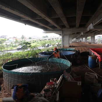 Keren! Warga Cipinang Budidaya Lele di Kolong Tol Becakayu