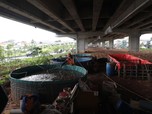 Keren! Warga Cipinang Budidaya Lele di Kolong Tol Becakayu