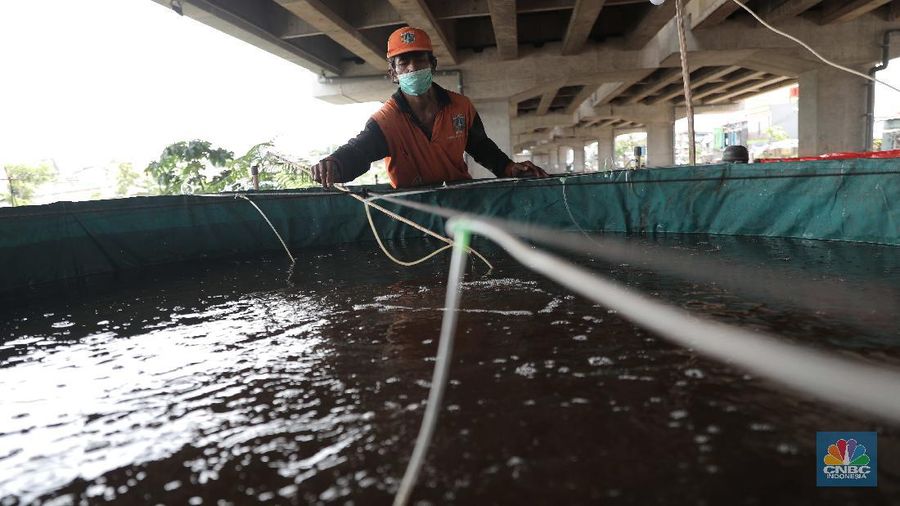Harun petugas PPSU mengecek lele yang di budidayakan di Kolong Tol Becakayu, Jakarta Timur, Selasa, 2 Februari 2020. Memanfaatkan lahan kosong di kolong Tol Becakayu Harun bersama warga kelurahan Cipinang Melayu membuat sejumlah kolam dengan bak yang berisi 70 kg lele. Harun bersama warga rutin memberikan pakan  ke lele lele tersebut. Budidaya lele tersebut dengan metode kolam bioflok. Dia mengatakan budidaya ikan lele sistem bioflok adalah suatu sistem pemeliharaan ikan dengan cara menumbuhkan mikroorganisme yang berfungsi mengolah limbah budi daya itu sendiri menjadi gumpalan-gumpalan kecil yang bermanfaat sebagai makanan alami ikan. Hasil panenya ia jual ke warga dengan harga Rp 25 ribu/kg.  (CNBC Indonesia/ Muhammad Sabki)