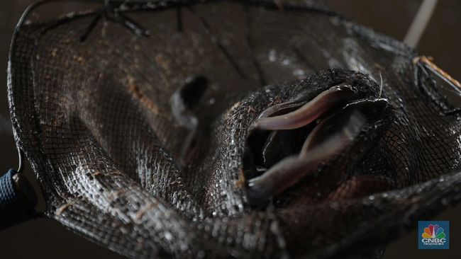 Ikan Favorit Warga RI yang Ternyata Menyerap Racun dalam Air