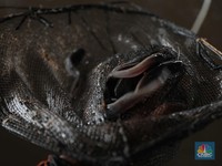 Ikan Favorit Warga RI yang Ternyata Menyerap Racun dalam Air